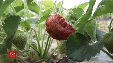 ТСН дізналася, як правильно обирати ранні полуниці на ринках та в крамницях