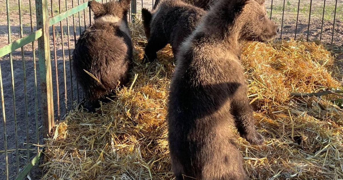 П'ятьох ведмежат врятували із контактного зоопарку в Ясногородці