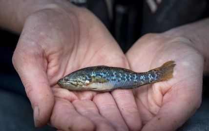 В Австралии обнаружили "рыбу-зомби", которую считали вымершей 20 лет назад