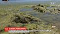 Брудно-зелена вода: у Одесі мікроскопічні водорості заболотили море