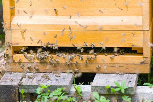 14 серпня бджоли не вилітають з вуликів — до сильного вітру або дощу / © unsplash.com