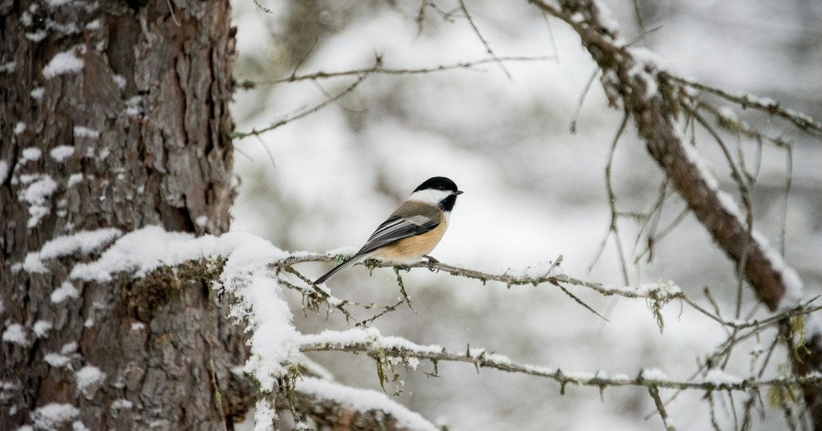 Украину накрыли морозы