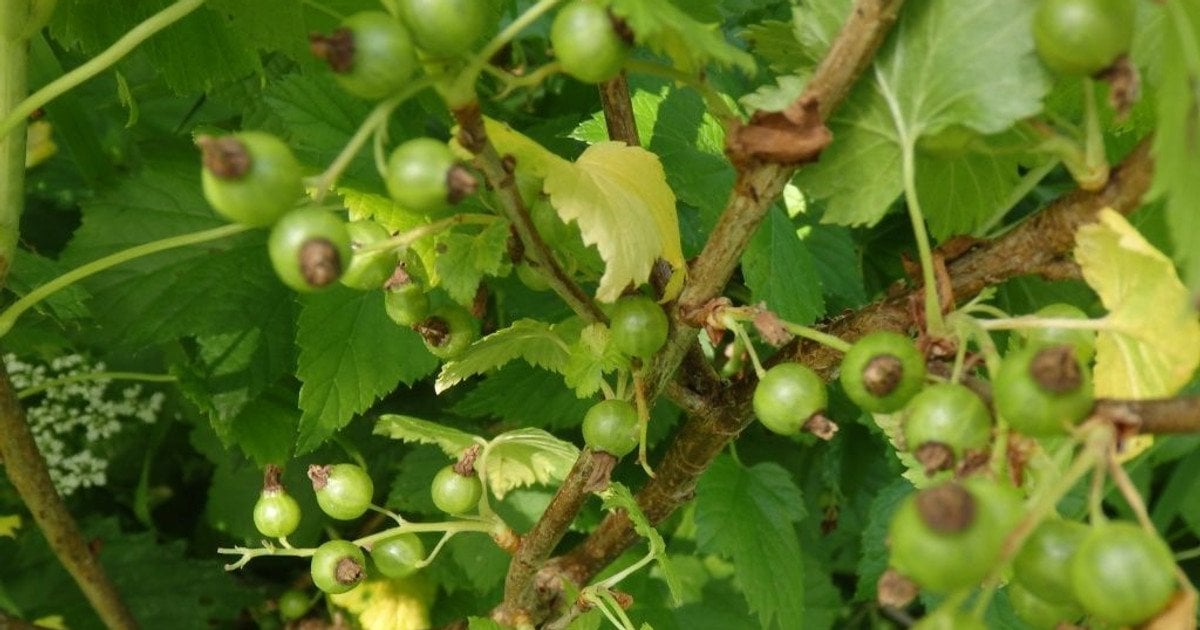 Чим підгодувати смородину навесні