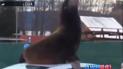 ДТП с дорог мира - ДжеДАИ за 25 января 2017 года