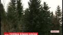 Заввишки 26 метрів та 7-метровий розмах гілок: на Прикарпатті обрали головну новорічну ялинку