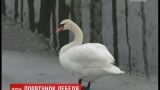 Порятунок лебедя на Київщині: прихисток птах знайшов у колишній резиденції президента-втікача