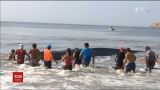 У Мексиці кілька десятків людей намагалися врятувати 40-тонного кита