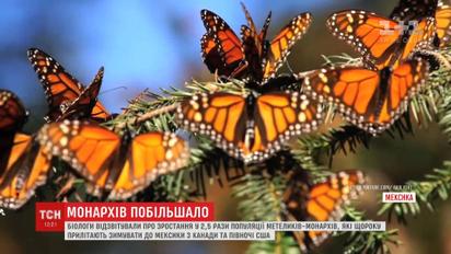 Мексиканські вчені радіють зростанню популяції метеликів-мігрантів