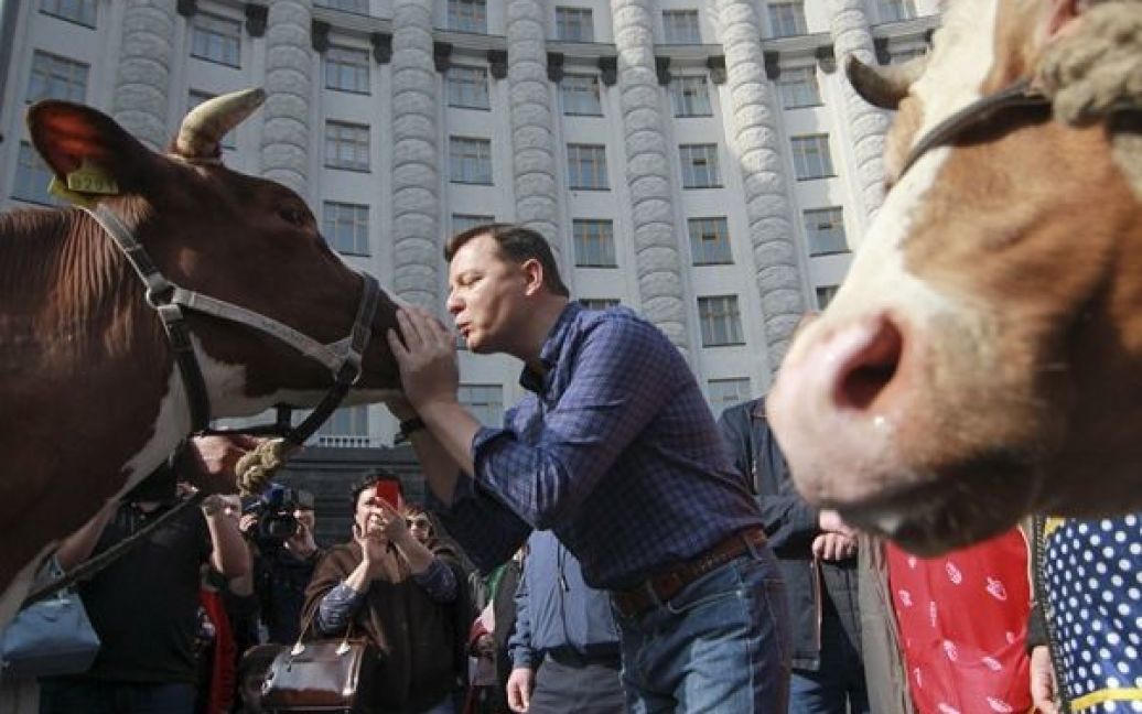 Олег Ляшко цілує корову / © 