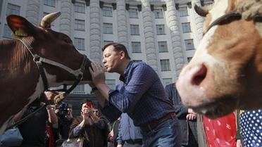 Олег Ляшко цілує корову