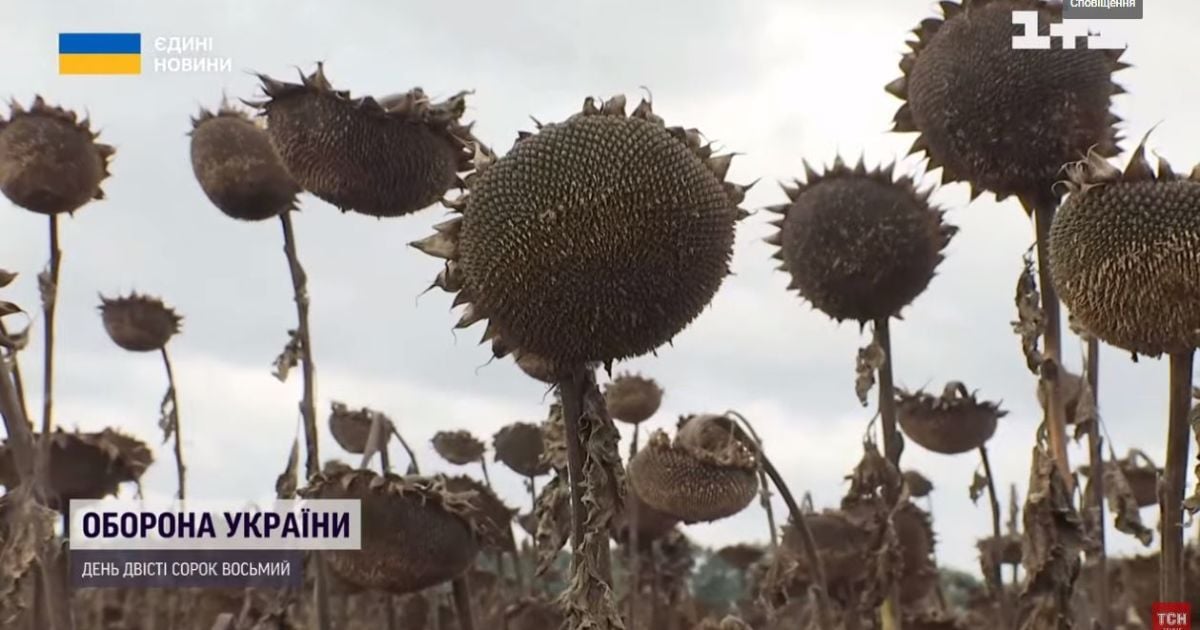 Аграрії через дощі не встигли зібрати врожай і посіяти пшеницю: чим це загрожує Україні