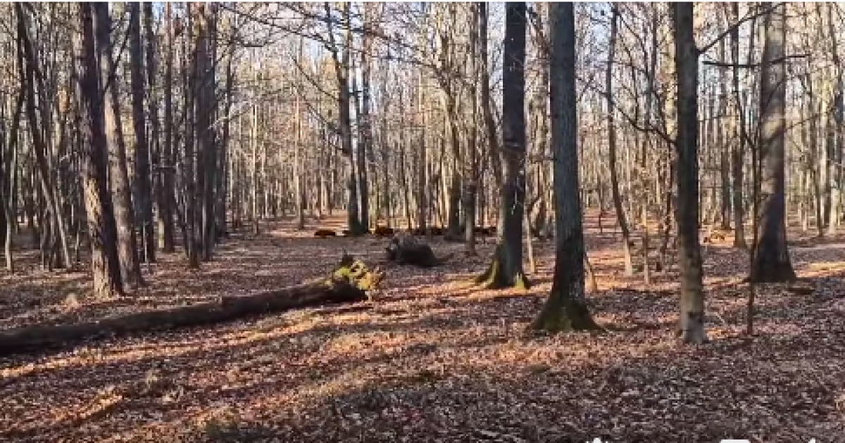 скриншот з відео / Галина Касем, Facebook