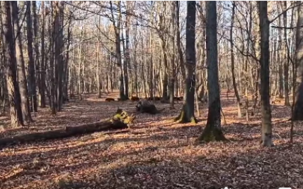Намагалась залізти на дерево: у Львівській області жінка натрапила на стадо диких кабанів (відео)