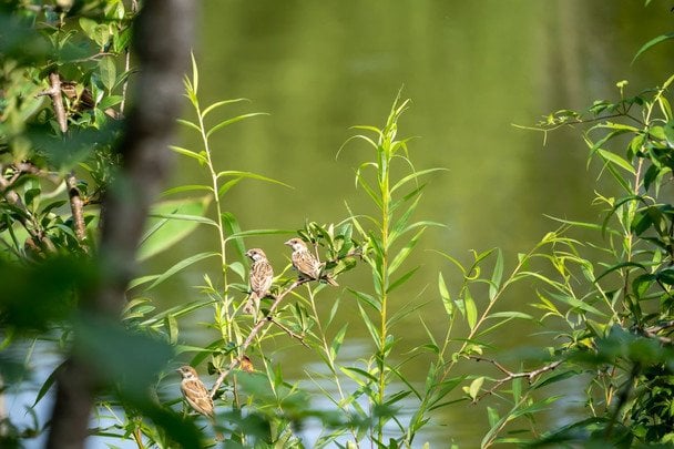 Народні прикмети 17 липня / © pexels.com