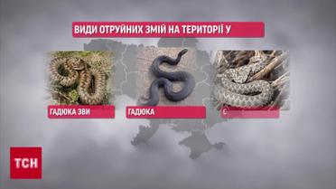Голыми руками бросается на все, что ползает! Ученый объяснил, будет ли нашествие змей в Киеве!