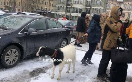 В Киеве на Контрактовой площади женщина выгуливала козу на поводке: фото