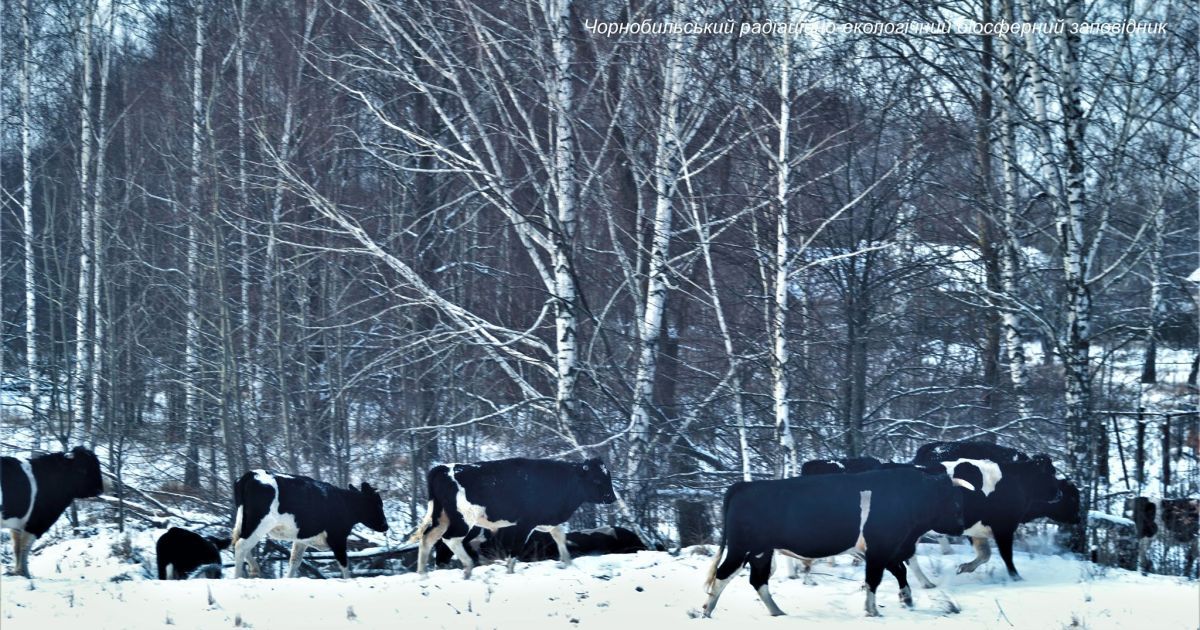 Стадо диких корів у Чорнобилі