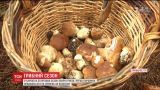 В Карпатах стартував сезон збору грибів