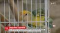 У Флориді захисники природи збирають екзотичних домашніх улюбленців, які набридли господарям