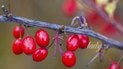 Кизил – мужская ягода