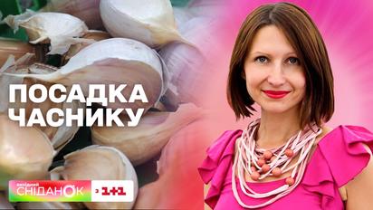 Як правильно вибрати часник для посадки восени  – Сніданок на дачі