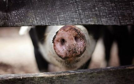 На промышленной бойне свинья убила мясника, который хотел ее зарезать