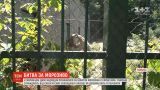 В румынском зоопарке двое медведей подрались за кусок мороженого