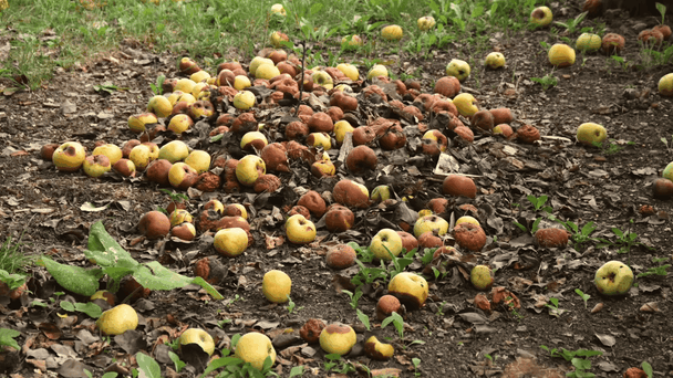Можно ли гнилые яблоки и груши превратить в удобрение или компост: экологический способ утилизации плодов для здорового сада