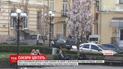 В центре Черновцов расцвели сакуры