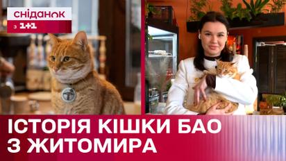 Нашла приют в кафе: история бездомной кошки Бао: история бездомной кошки Бао