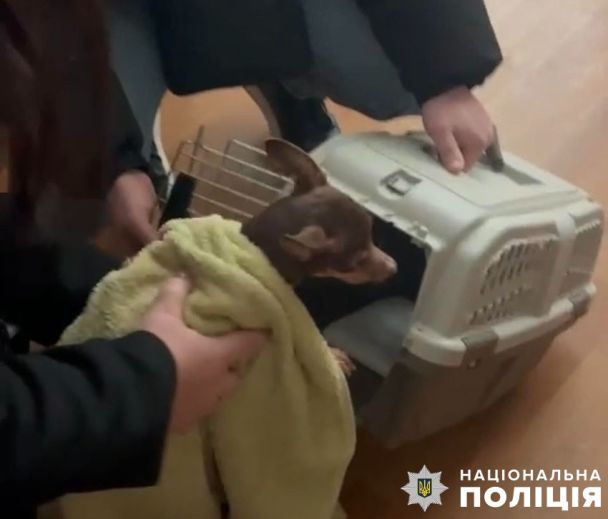 Собаку изъяли у владельцев и передали в приют.