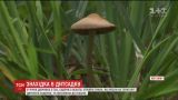 Чотирирічна дівчинка з'їла гриби, які росли на території дитсадку, та потрапила до лікарні