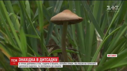 Четырехлетняя девочка съела грибы, которые росли на территории детсада, и попала в больницу