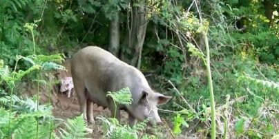 В Англии свинья убежала с фермы, чтобы родить в лесу десять поросят: фото