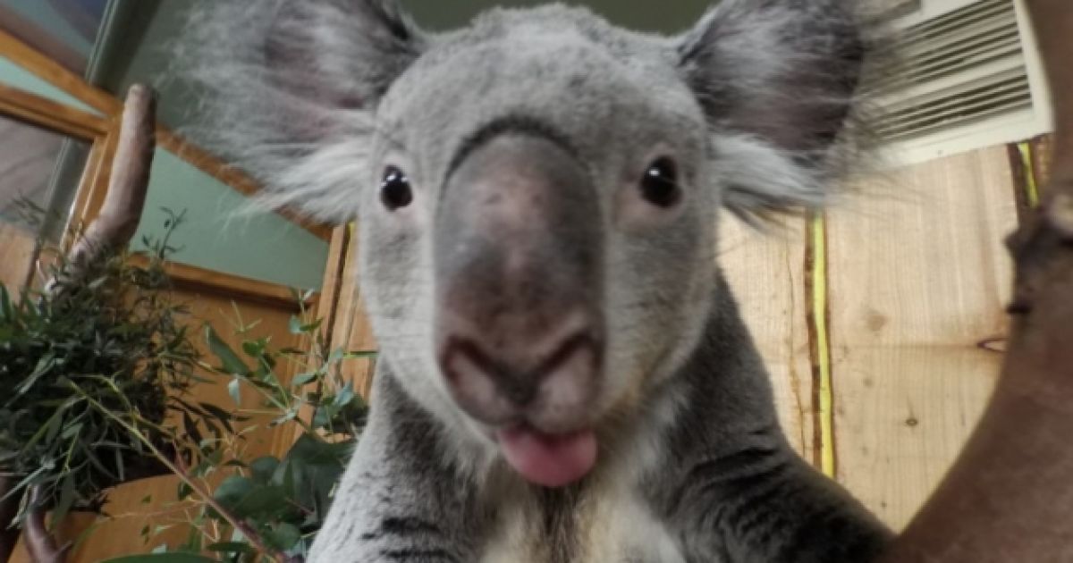 Коали навчилися робити селфі