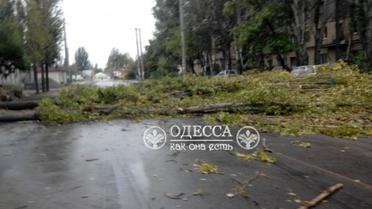В Одесі повалило дерева_3 / © Одеса як вона є
