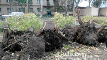 В Одесі повалило дерева_2 / © Одеса як вона є