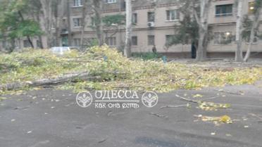 В Одесі повалило дерева_1 / © Одеса як вона є
