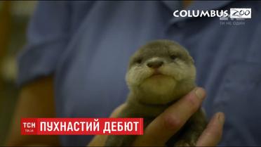 Публику американского зоопарка познакомили с маленьким азиатским выдренком