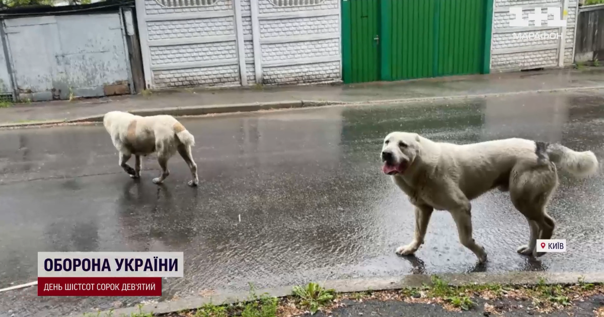 Алабаї