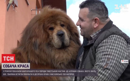 У Румунії показали найгарнішого в світі пса породи тибетський мастиф