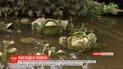 На Прикарпатті вода поступово спадає
