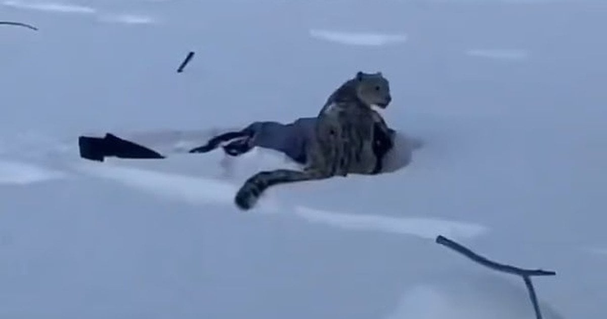 Селфі зі сніговим барсом ледь не стало останнім: моторошний інцидент у Китаї