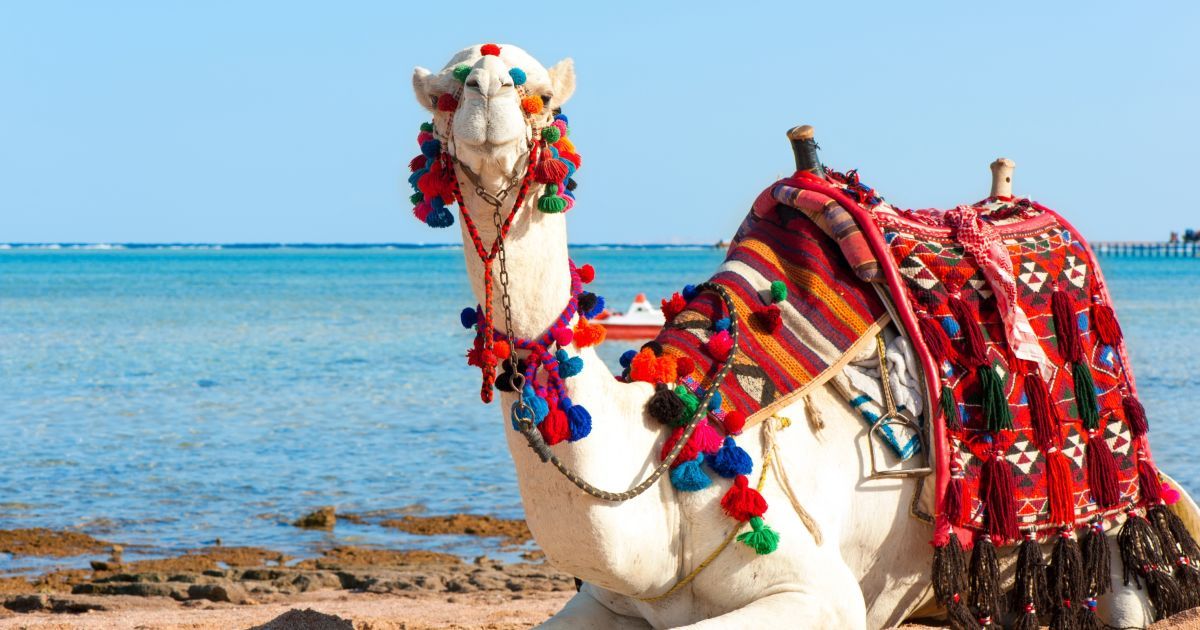 Год Верблюда: зороастрийский прогноз на 2017 год