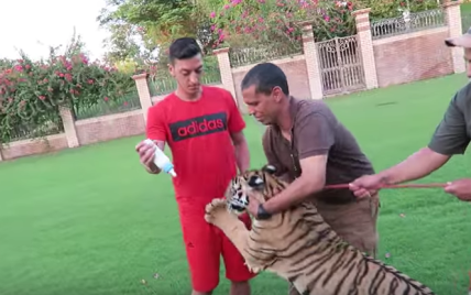 Хавбек "Арсенала" побывал в "шкуре" тигрицы в зоопарке Дубая