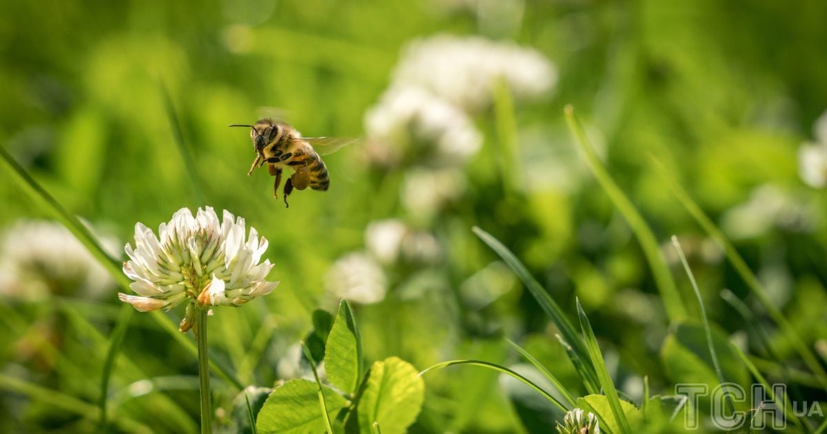 Квітучий луг замість газону