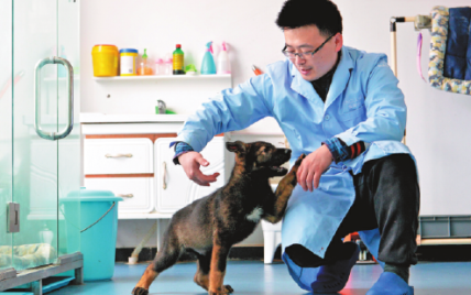 У Китаї тренують першу в світі клоновану собаку-поліцейського