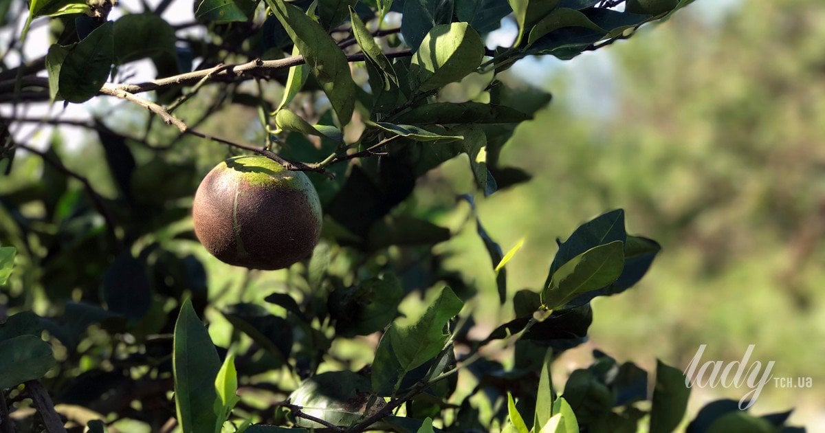 Візуальна головоломка: знайдіть метелика на картинці за 8 секунд