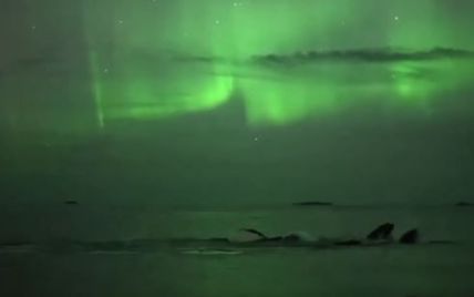 В Сети опубликовали невероятно зрелищное видео плавания китов под Северным сиянием
