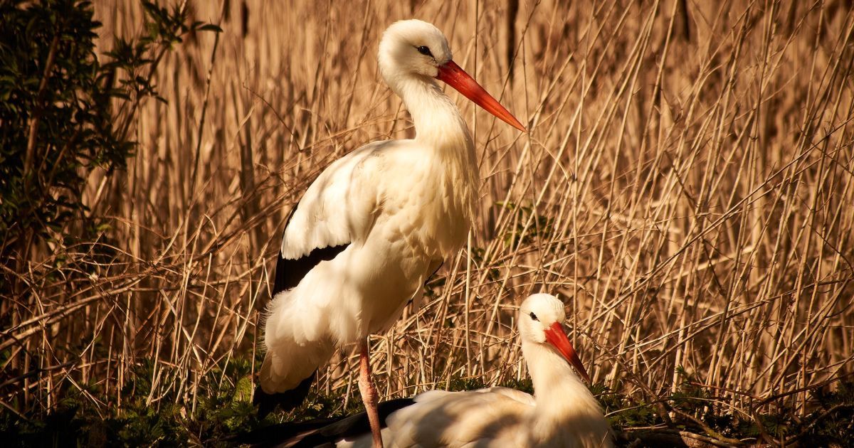 Полностью загрязнены и обречены: волонтеры спасли аистов со свалки в Киевской области (фото)